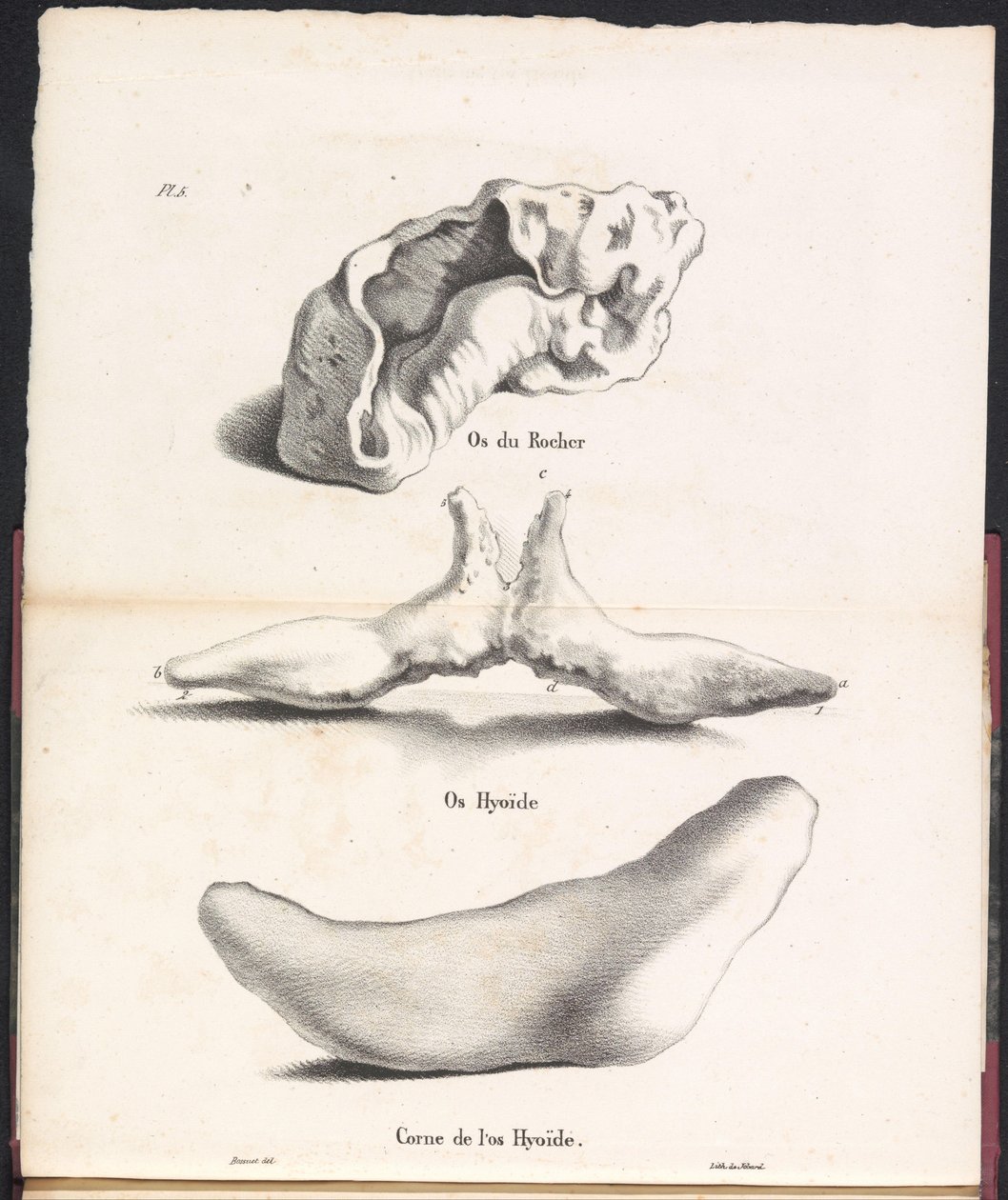 Balinanın dil kemiğinin üç parçası, 1827 Os du Rocher / Os Hyoid / Corne de l