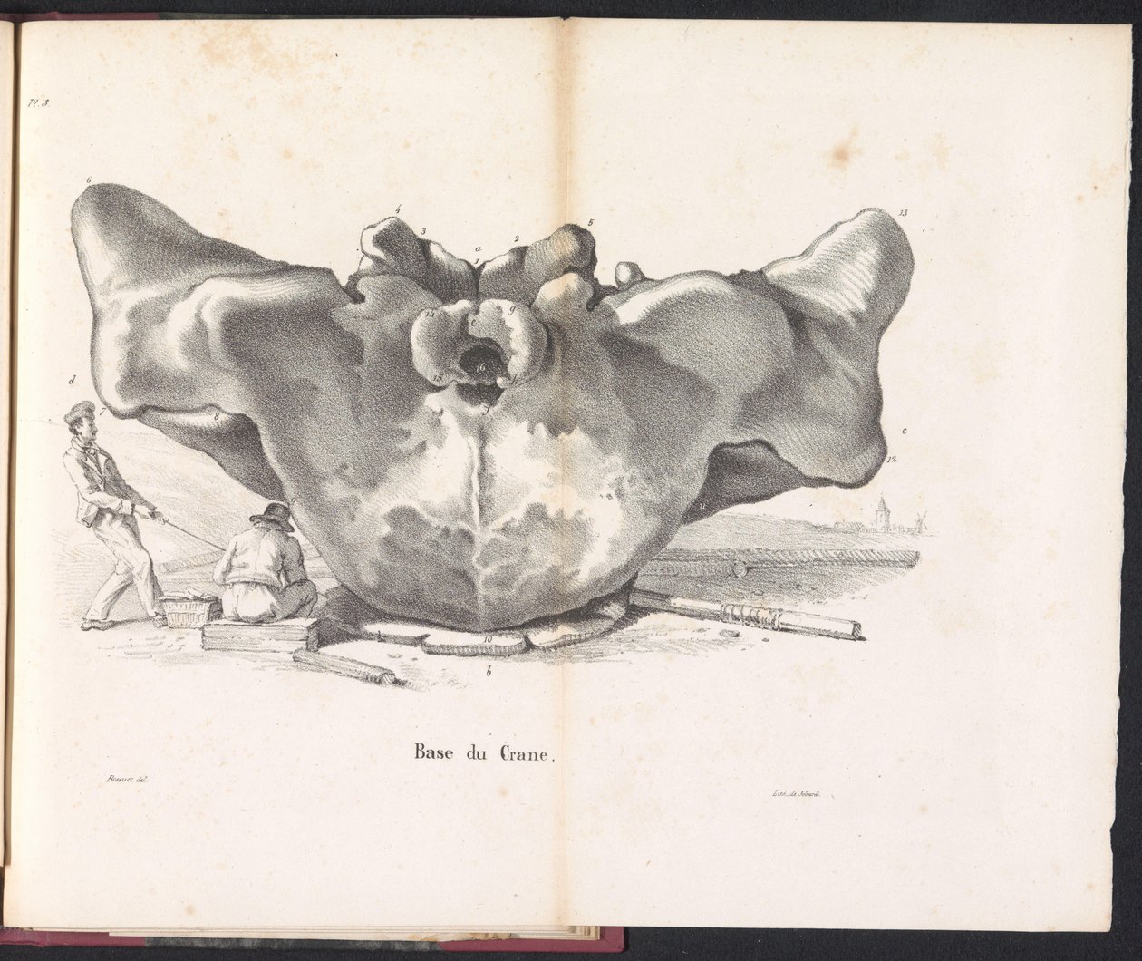 Balina Kafatası, 1827 Base du Crane (nesne üzerindeki başlık) by Bossuet