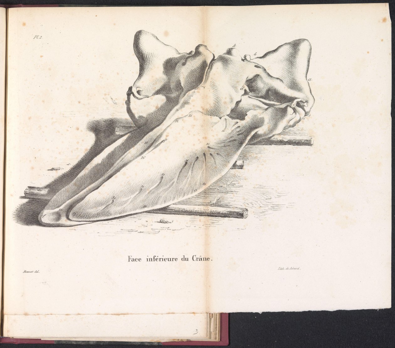 Schedel van de walvis, 1827 Kafatasının alt tarafı (nesne üzerindeki başlık) by Bossuet
