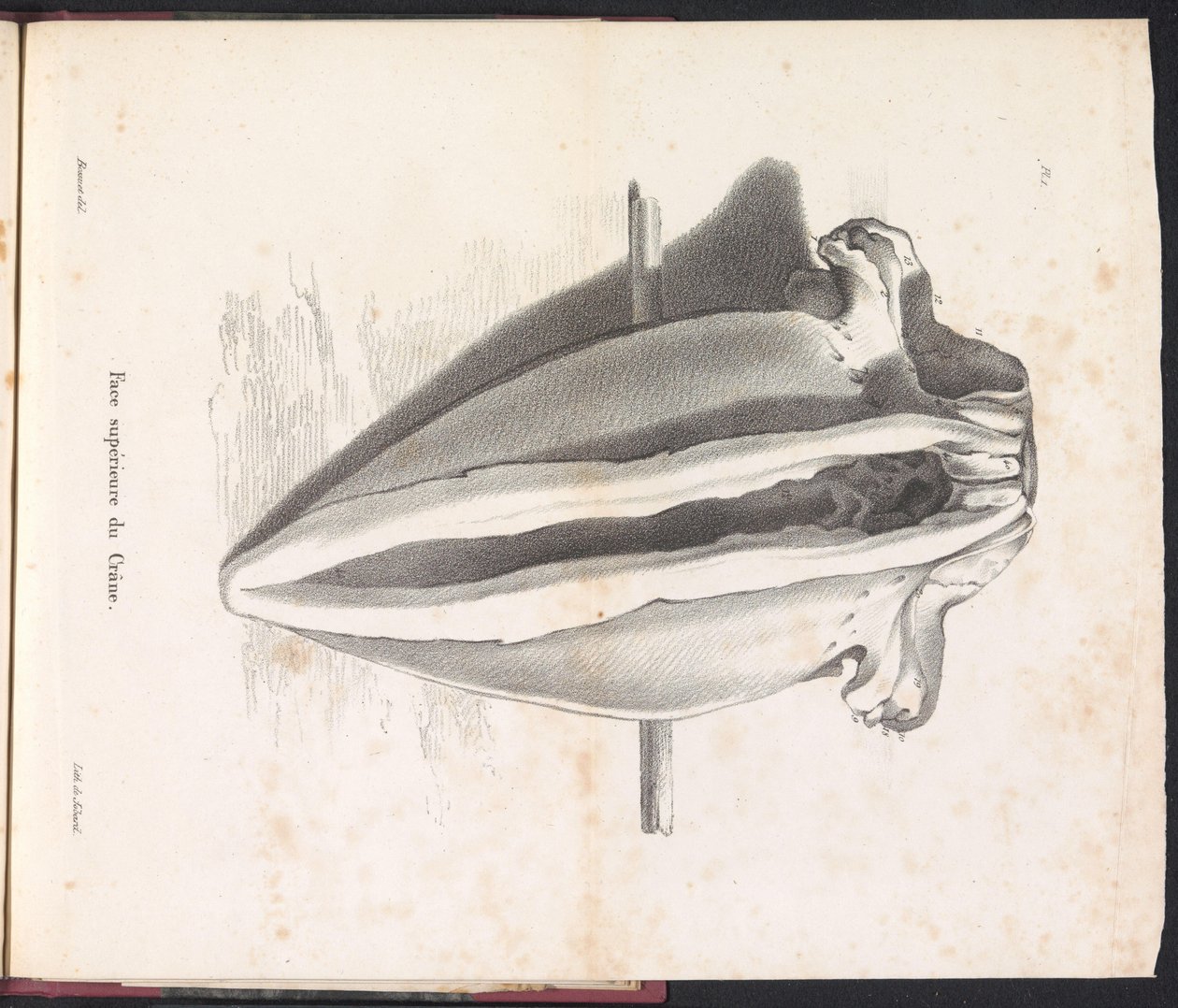 Balina Kafatası, 1827 Yüz supérieure du Crâne (nesne üzerindeki başlık) by Bossuet