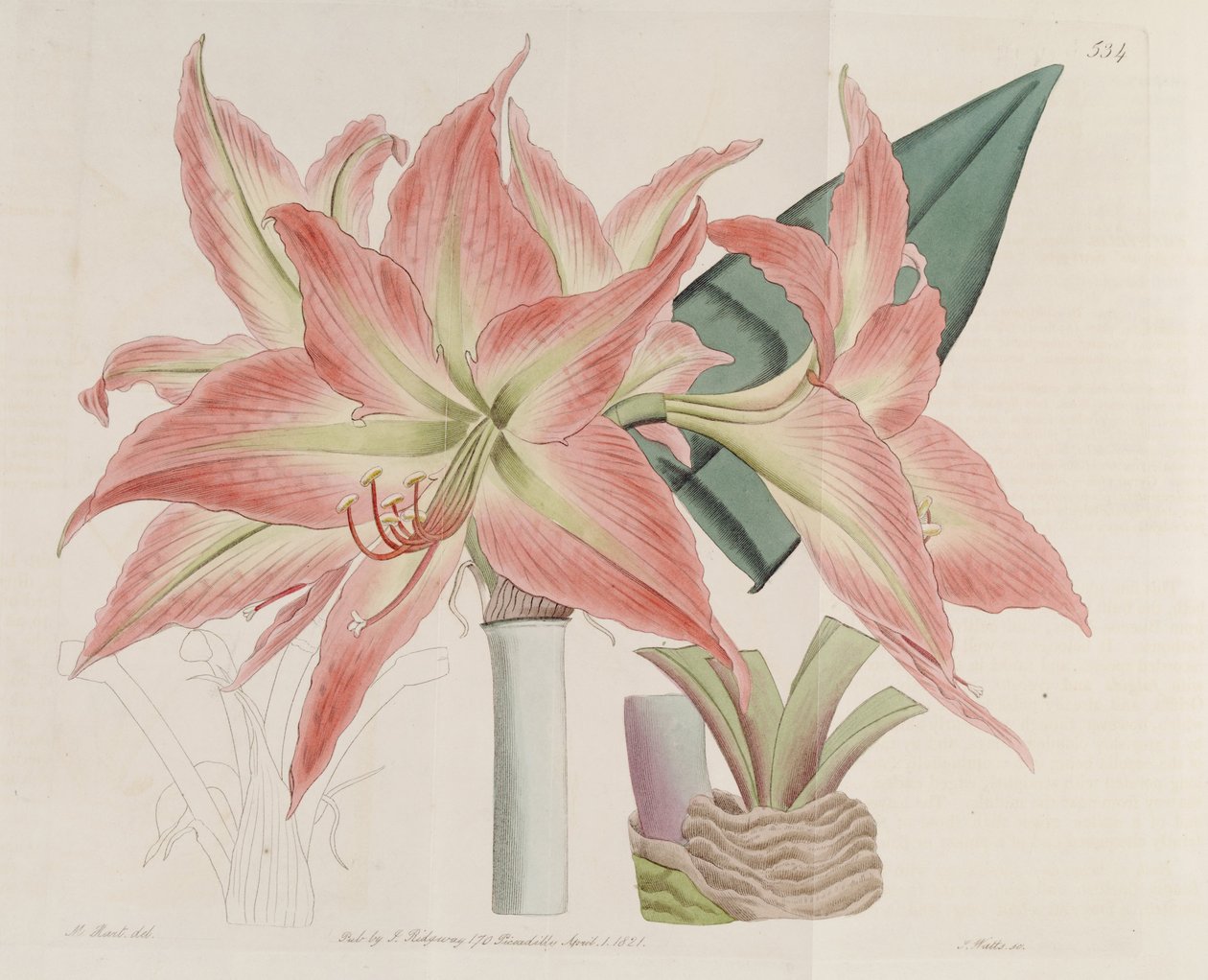 hippeastrum striatum by Botanical Register