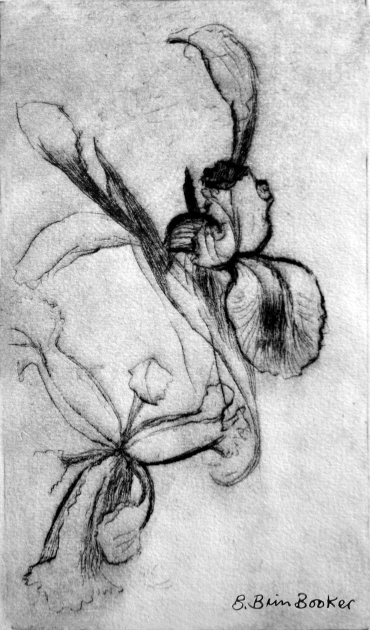 Irises (drypoint) by Brenda Brin Booker