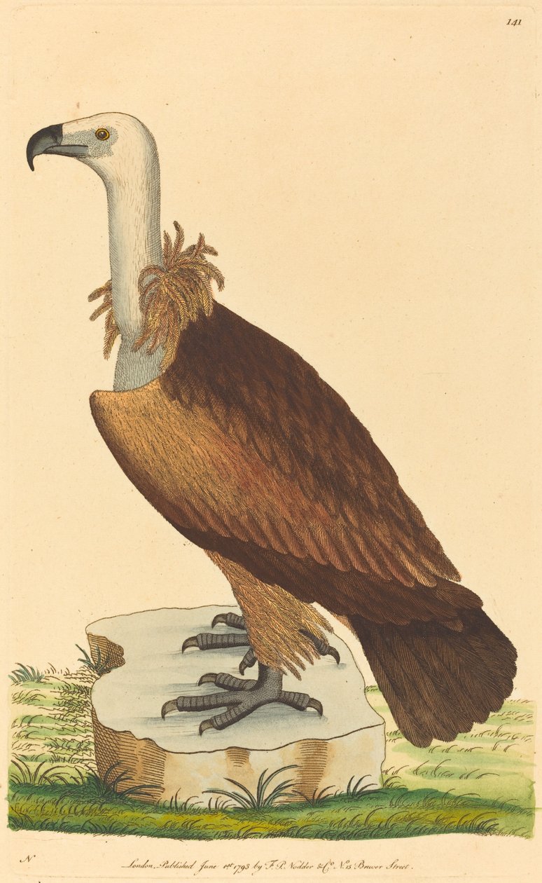 Alp Akbabası by British 18th Century