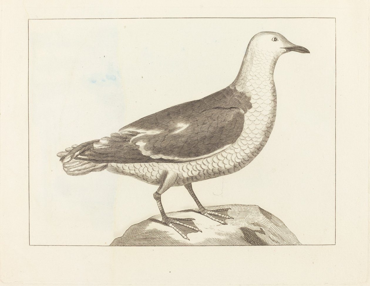 su kuşları by British 19th Century