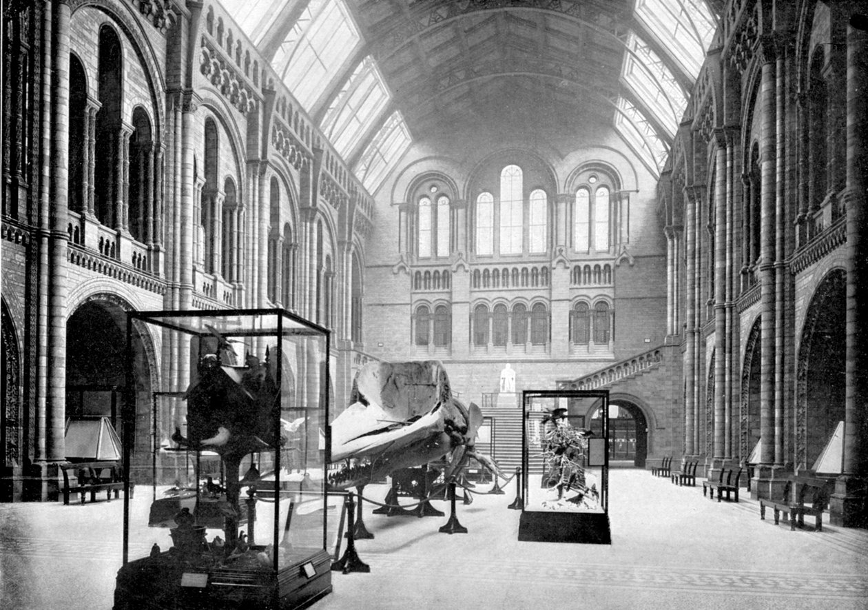 Doğal Tarih Müzesi Giriş Salonu, South Kensington, Londra, 1890 by British Photographer