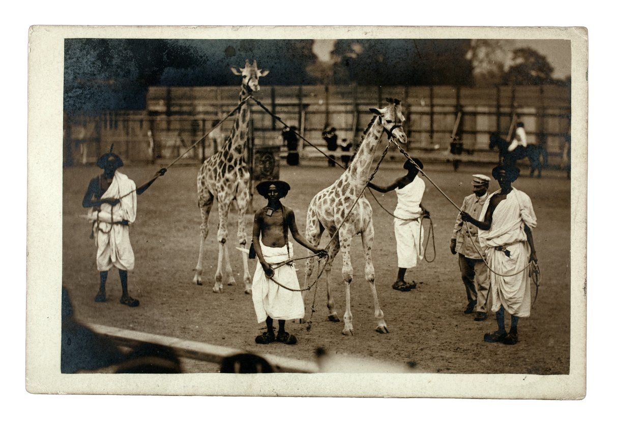 Zürafalar ve Somalili bakıcıları, yaklaşık 1905 (jelatin gümüş baskı) by British Photographer