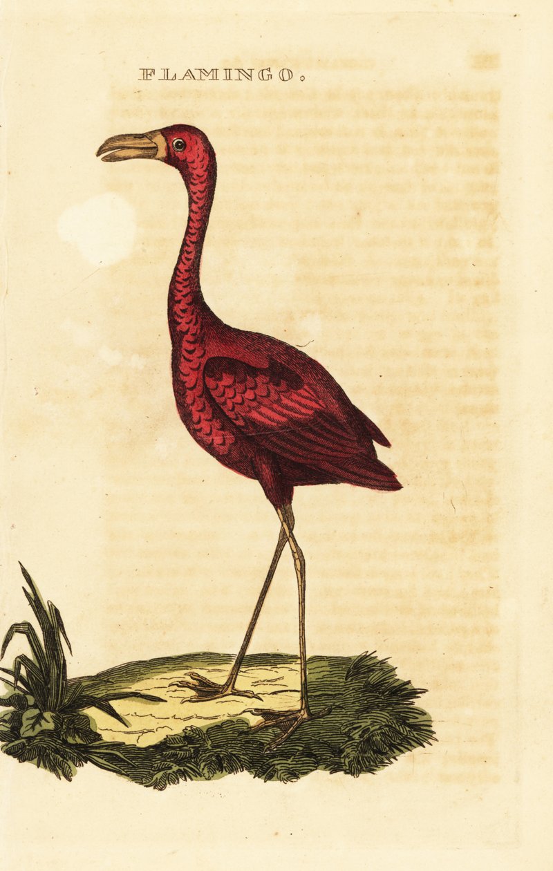 Amerikan flamingo, Phoenicopterus ruber by British School