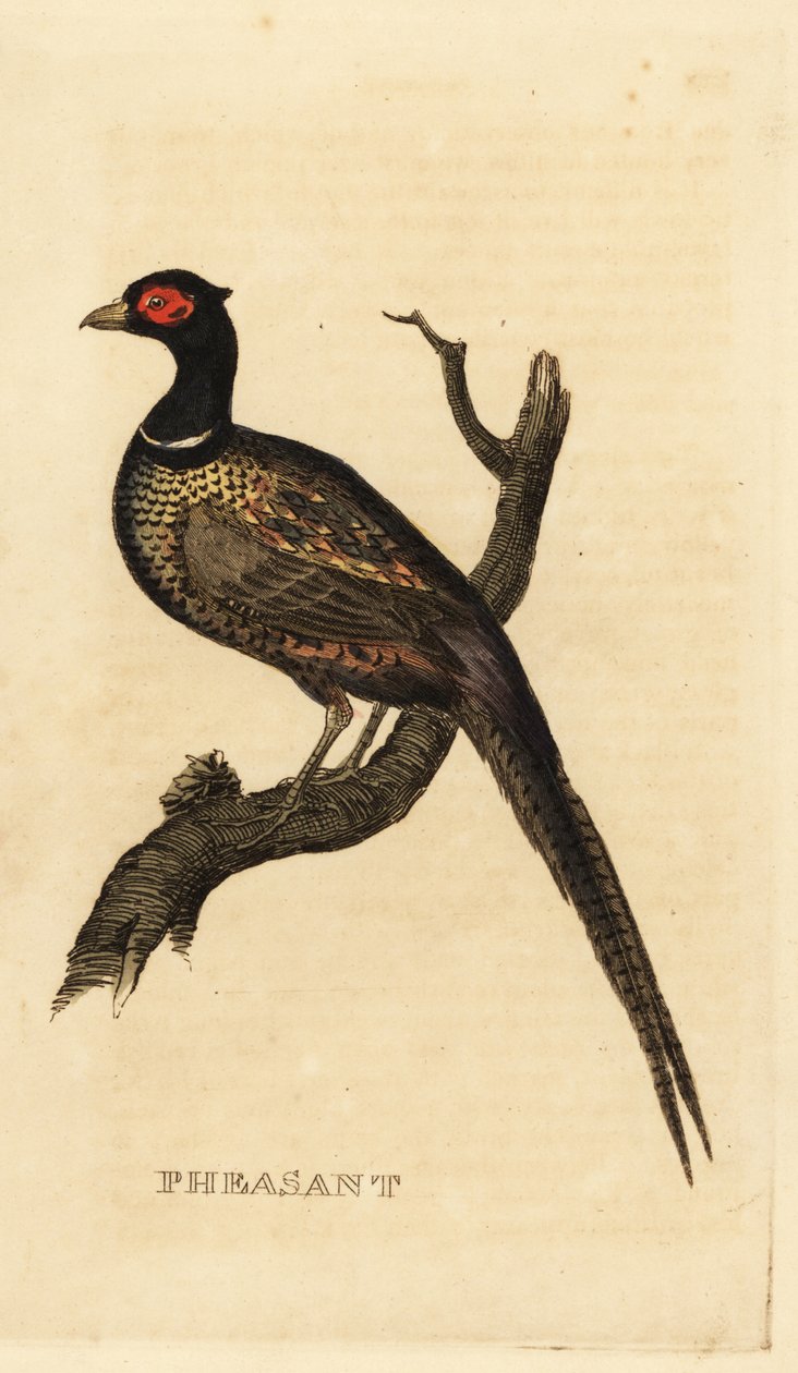 Ortak sülün, Phasianus colchicus by British School