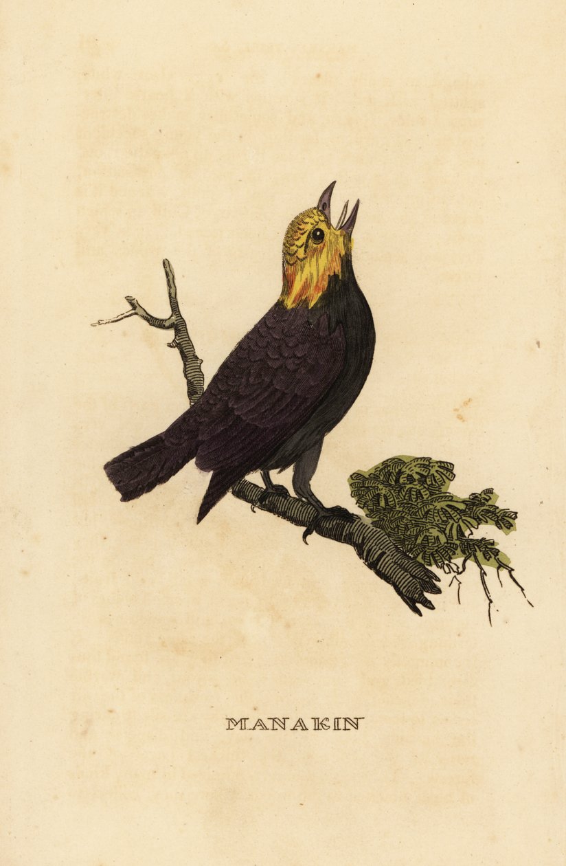 Altın başlı manakin, Ceratopipra erythrocephala by British School