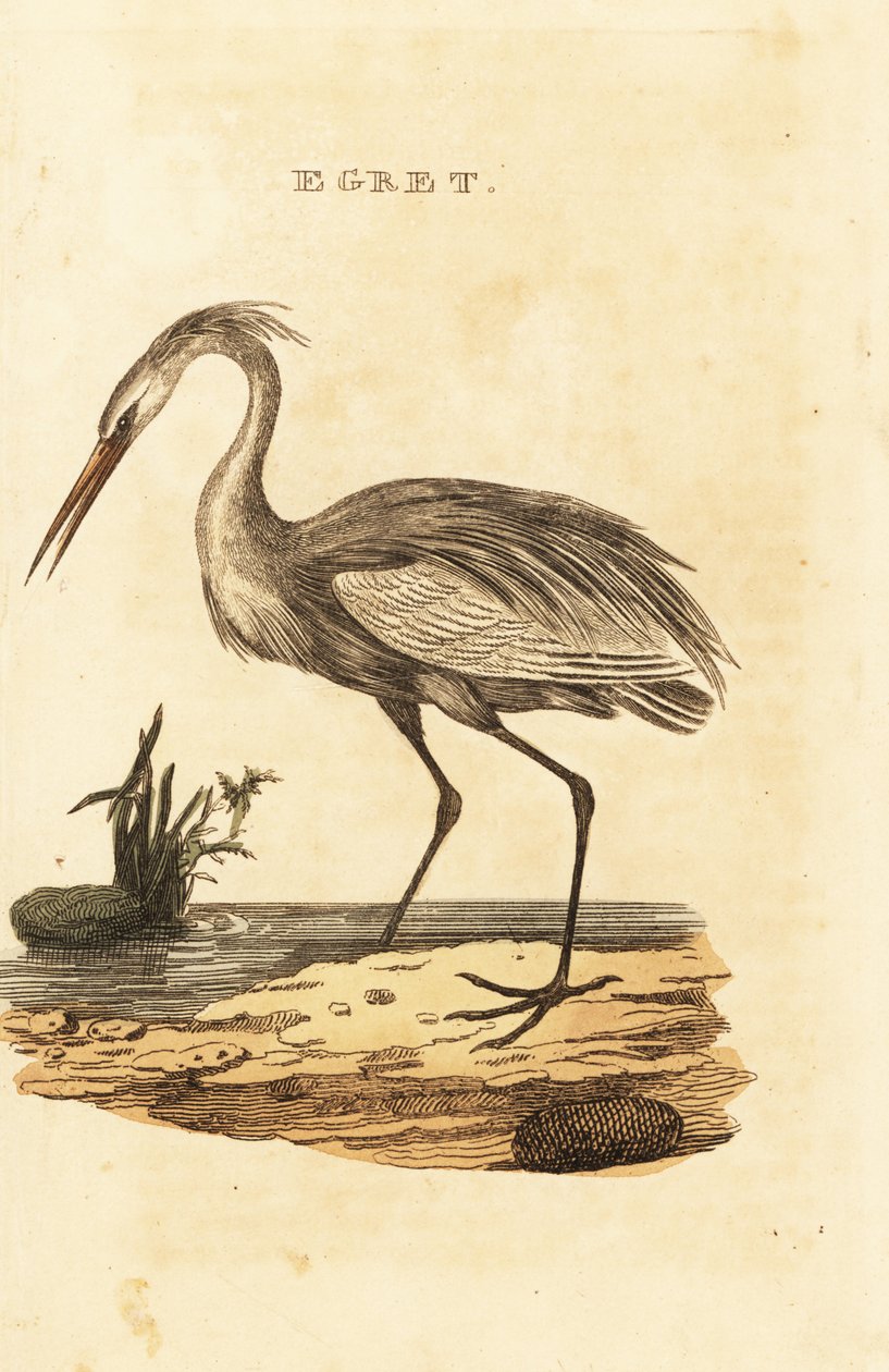 Büyük ak balıkçıl, Heron by British School