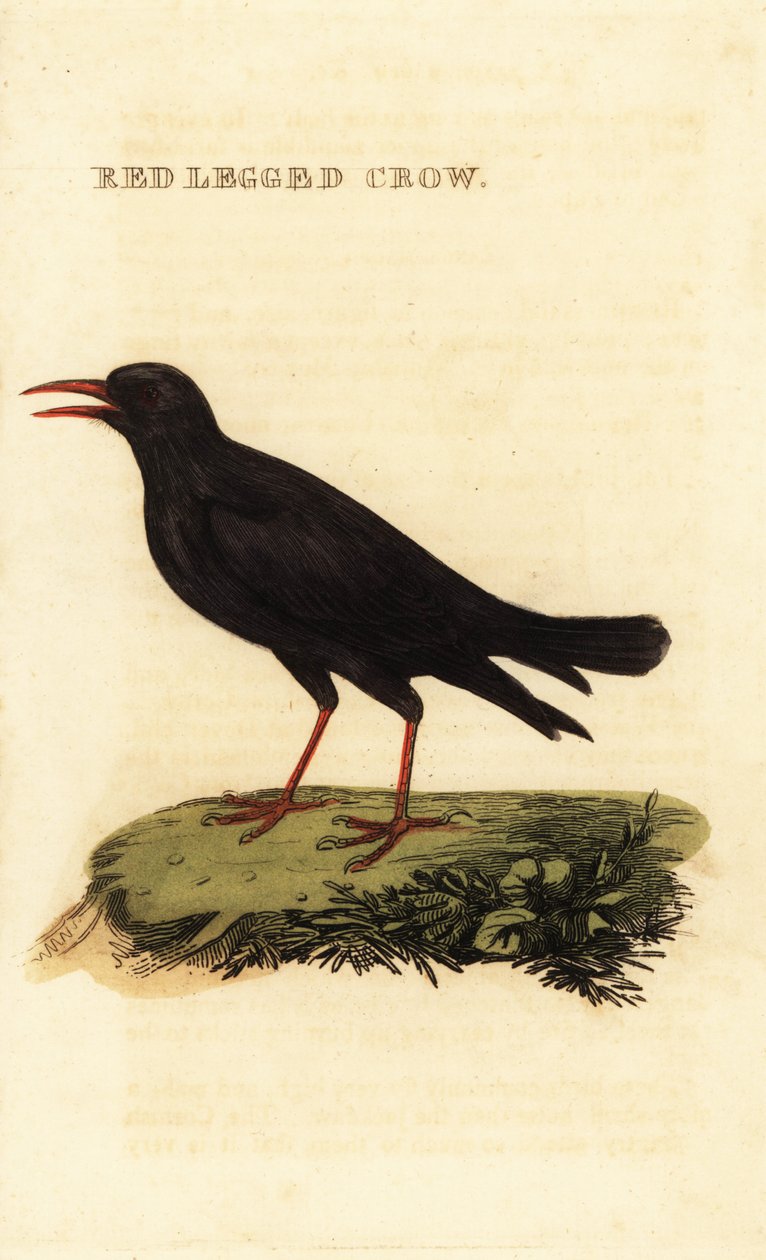 Kırmızı gagalı öksürük, Pyrrhocorax pyrrhocorax by British School