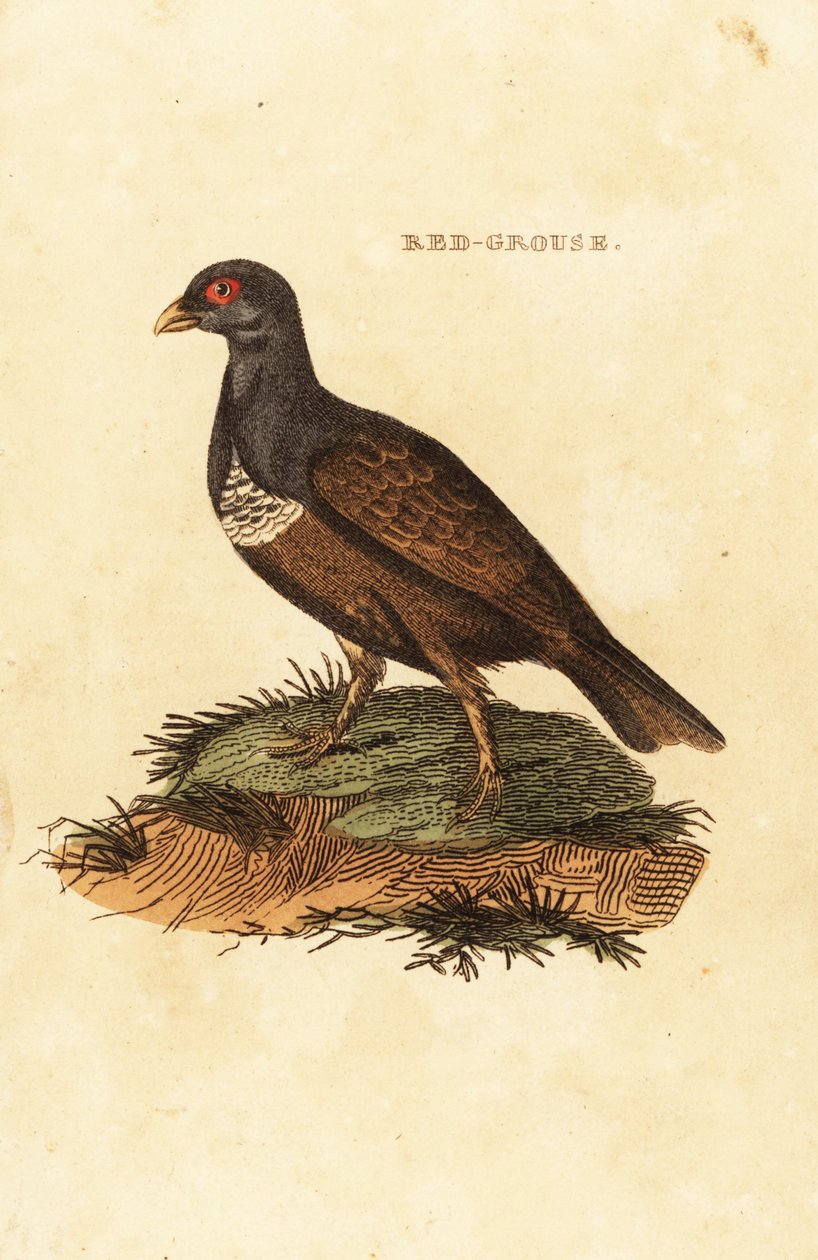 Orman tavuğu, Lagopus lagopus scotica by British School