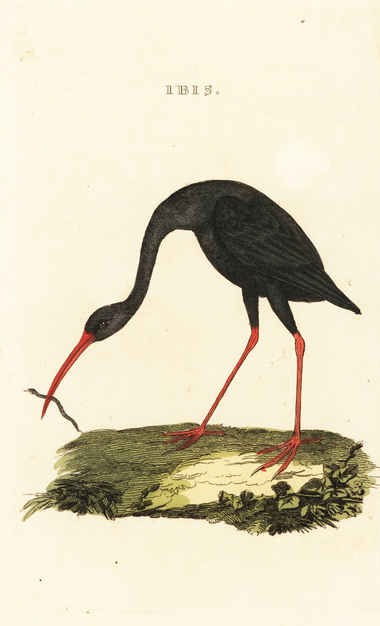Keskin kuyruklu ibis, Cercibis oxycerca by British School