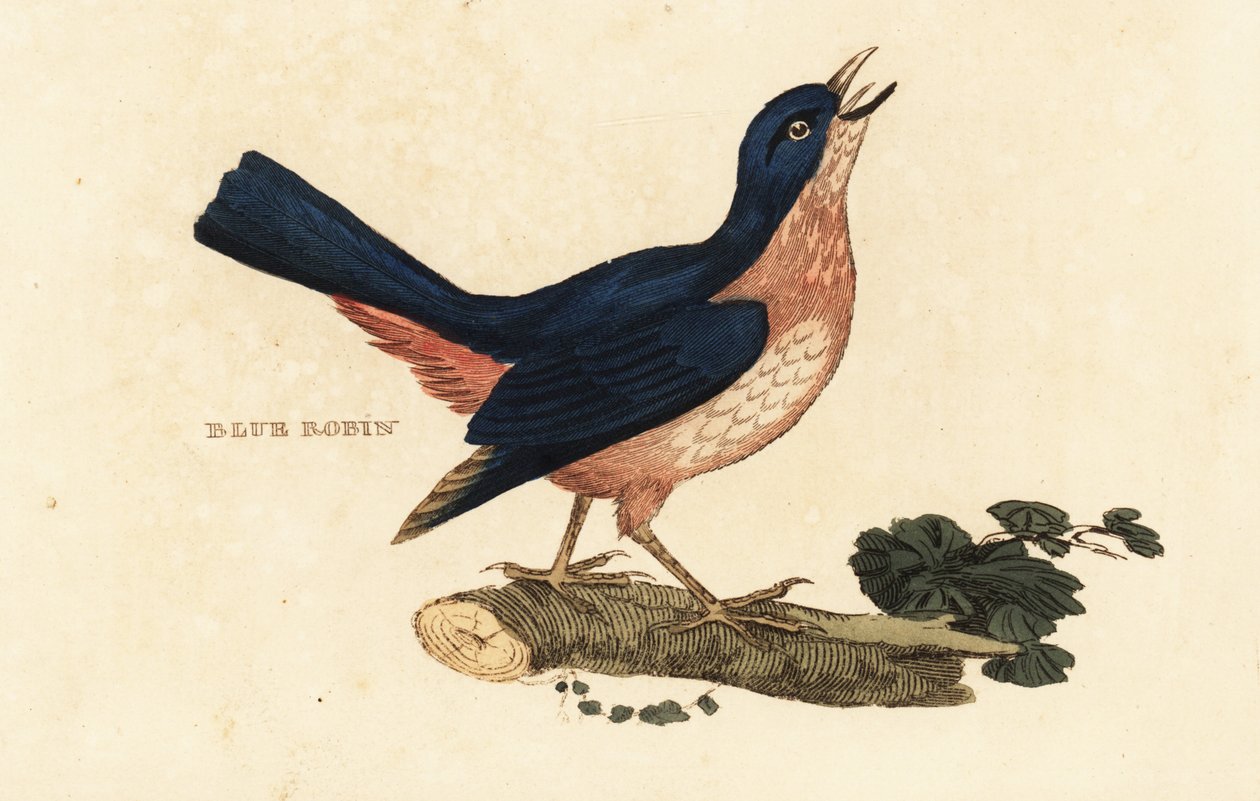 Sibirya mavi robin, Larvivora çok by British School