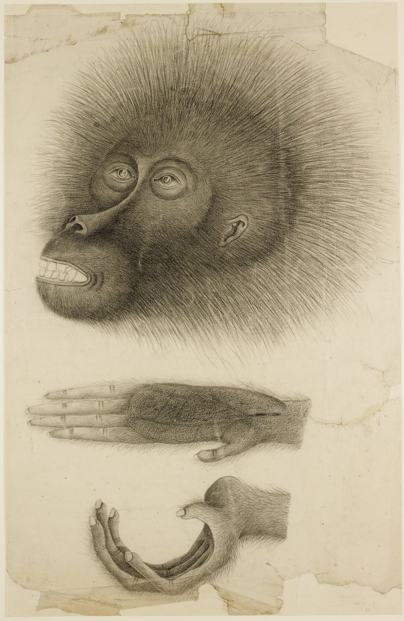 Bir Orangutan