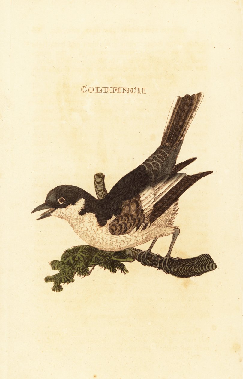 Beyaz kuyruksallayan, Motacilla alba by British School