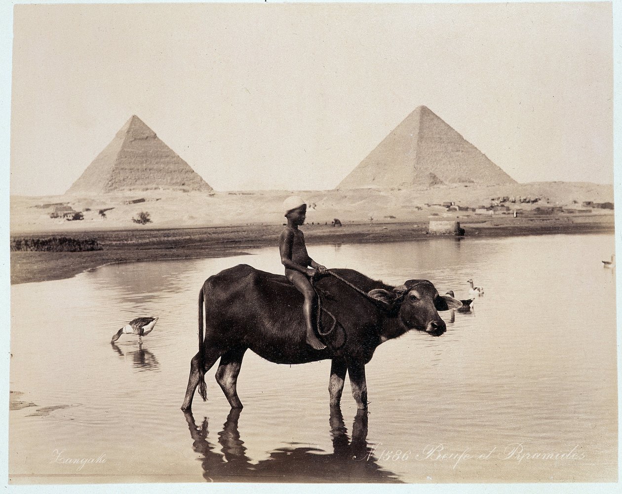 Chephren (Khephren) ve Kheops (Cheops, Keops, Khoufu, Khufu) a Guizeh (Guiseh, Giza, Giza) piramitlerinin eteklerinde bir su kütlesinde bir çocuk ve bir öküz - Freres Zangali