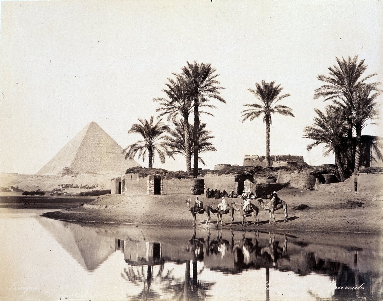 Mısır piramitlerinin eteklerinde su içen develer - 19. yüzyılın sonlarında Zengali kardeşlerin fotoğrafı by Brothers Zangaki