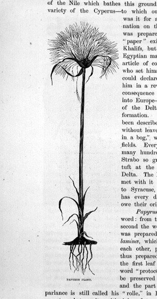 Papirüs Bitkisi by Bruno Heinrich Strassberger