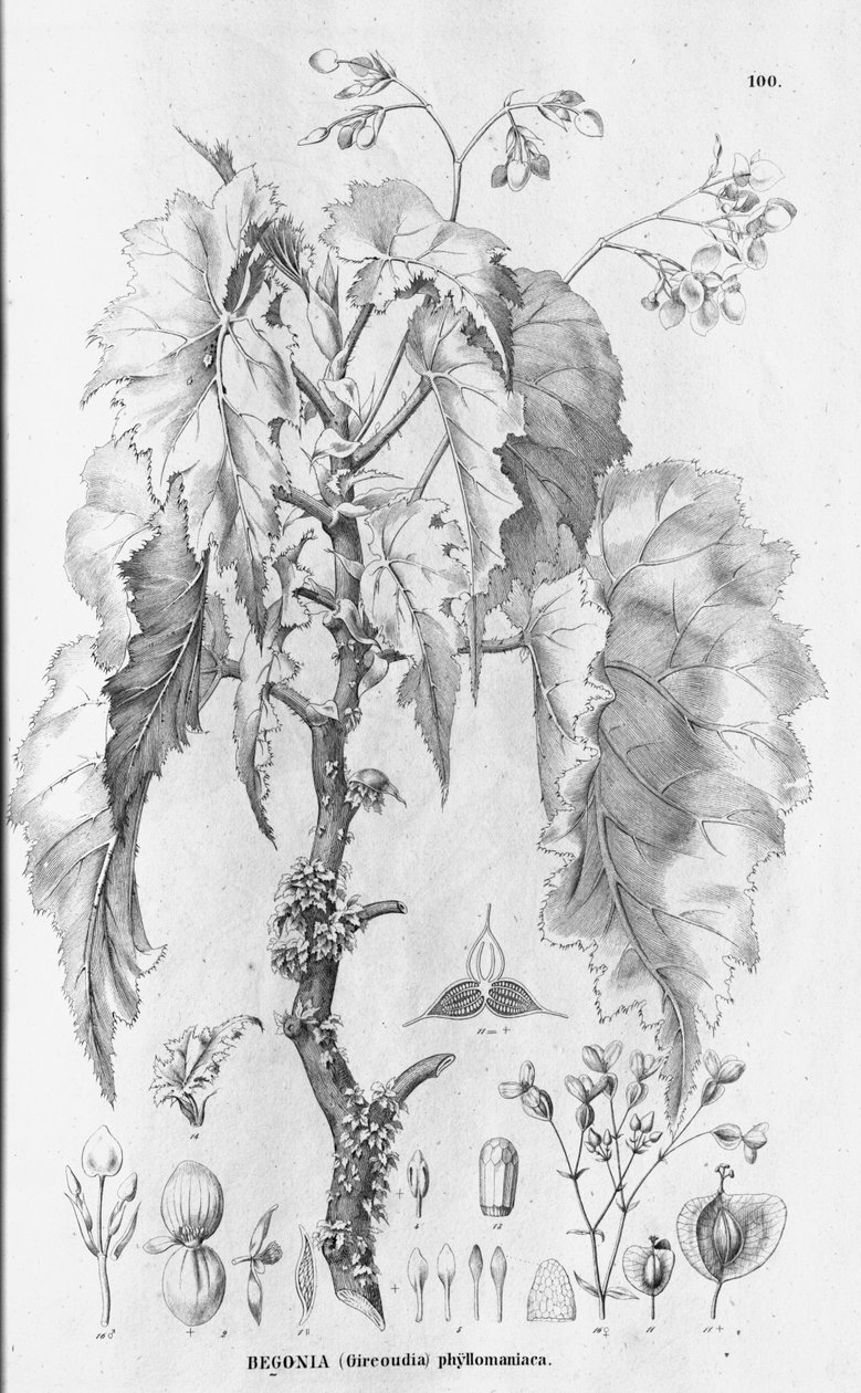 Begonya × phyllomaniaca by C.F.P.von Martius and auct. suc.