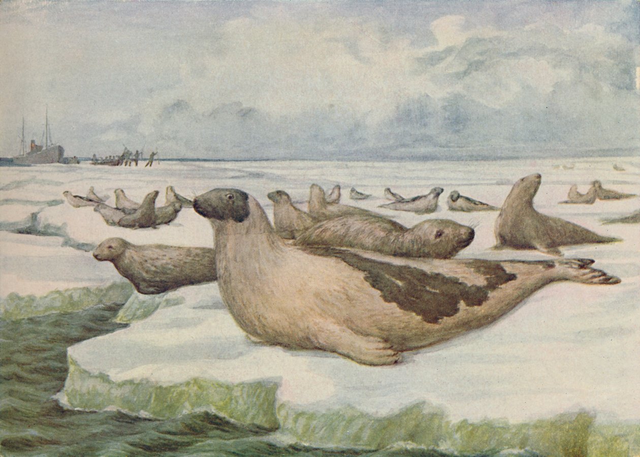 'Fok Avı, Newfoundland', 1916 by C.G Lowther