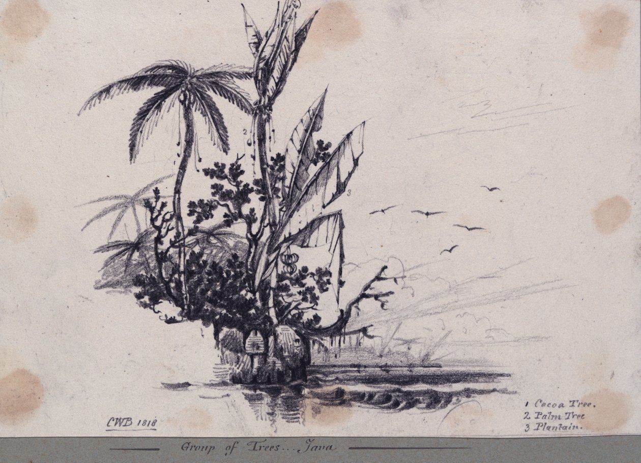  by C.W. Browne