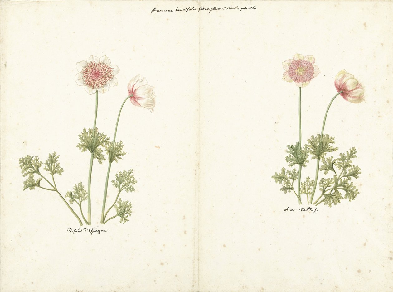 Anemonlarla ilgili iki çalışma by C. Baak