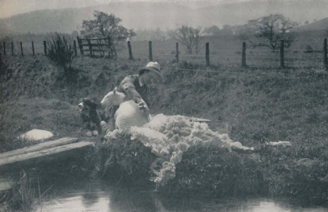Koyun Kırkımı, 1910 by C. Reid