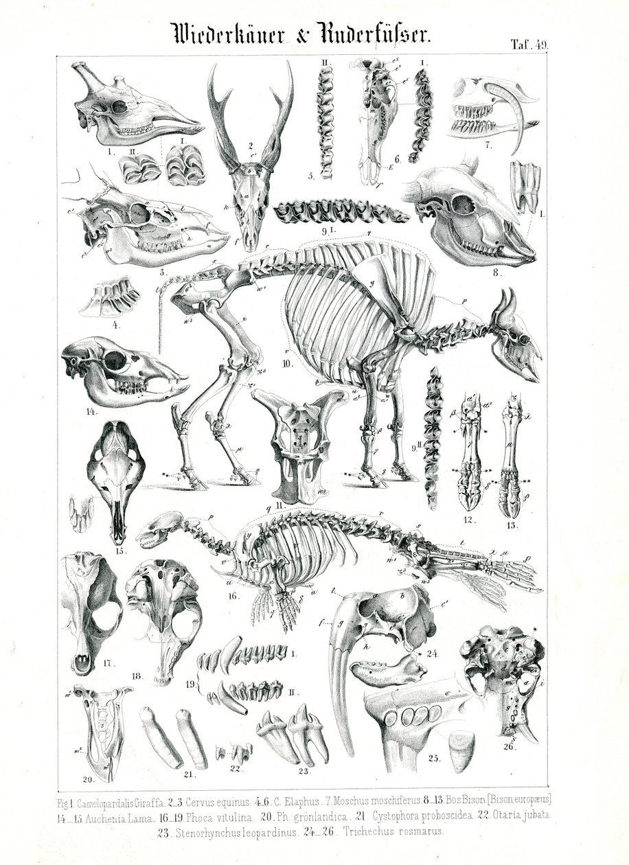 Geviş Getiren Hayvanların ve Pinnipedlerin Anatomik İllüstrasyonu by C. Roth