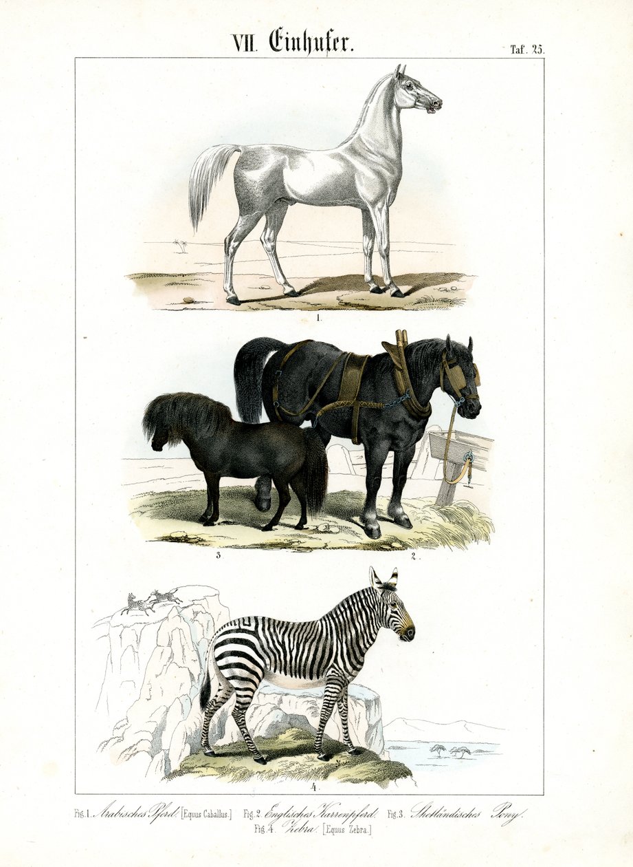 Atlar: Atlar ve Zebra by C. Roth
