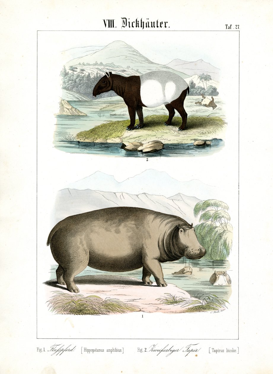 Hipopotam ve Tapir by C. Roth