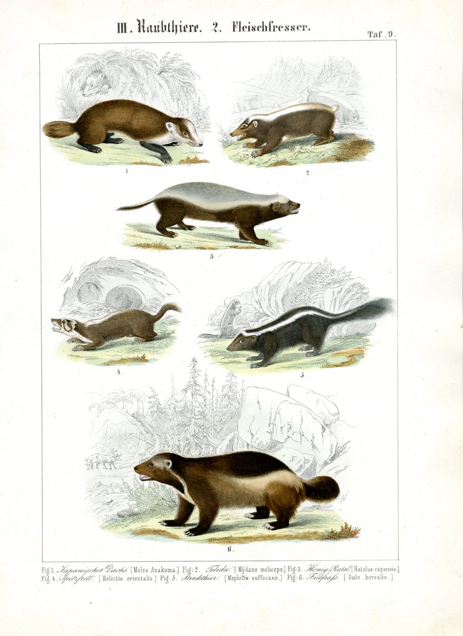 Mustelid Etoburlar by C. Roth