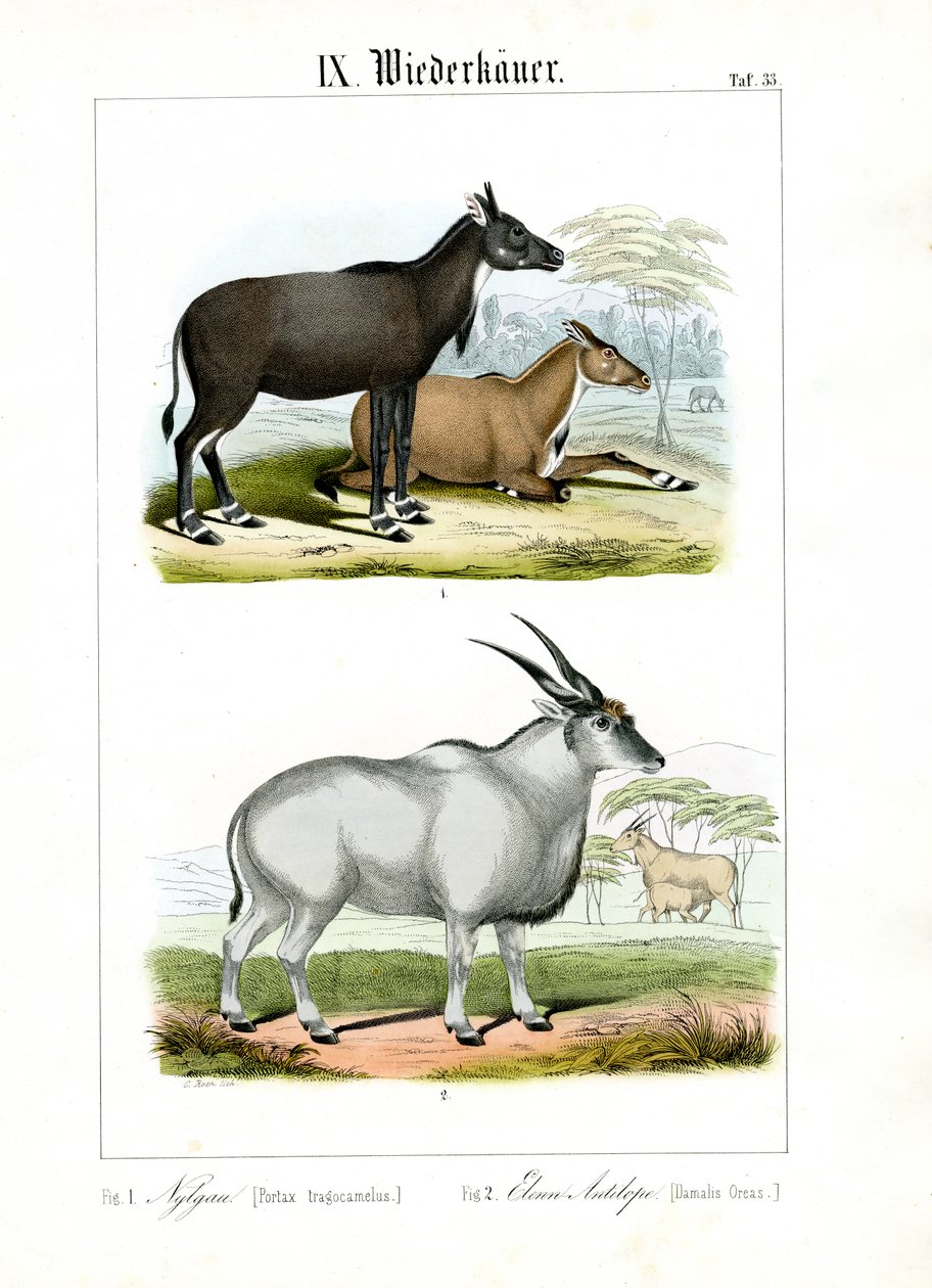 Nilgai ve Eland Antilopları by C. Roth