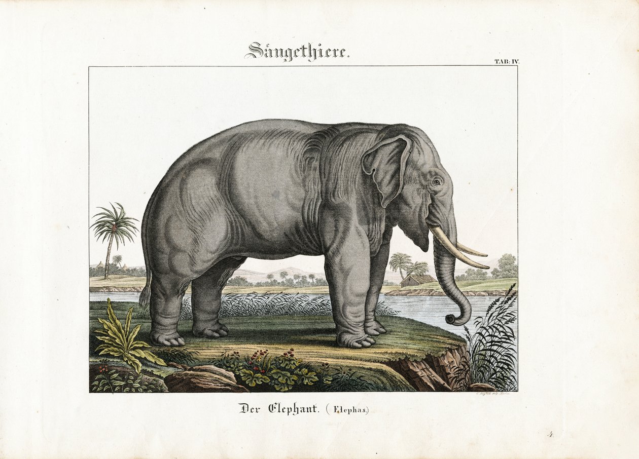 Afrika Fili by C. Steglich