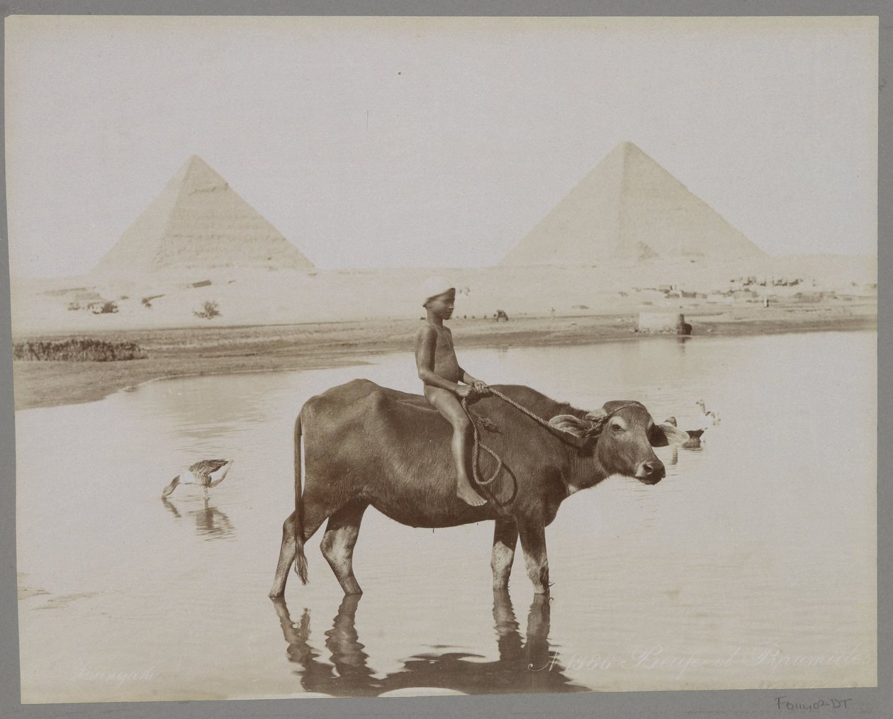 Mısır Beufe et Pyramides'de arka planda iki piramit olan bir bufalodaki çocuk (nesnedeki başlık) by C. and G. Zangaki