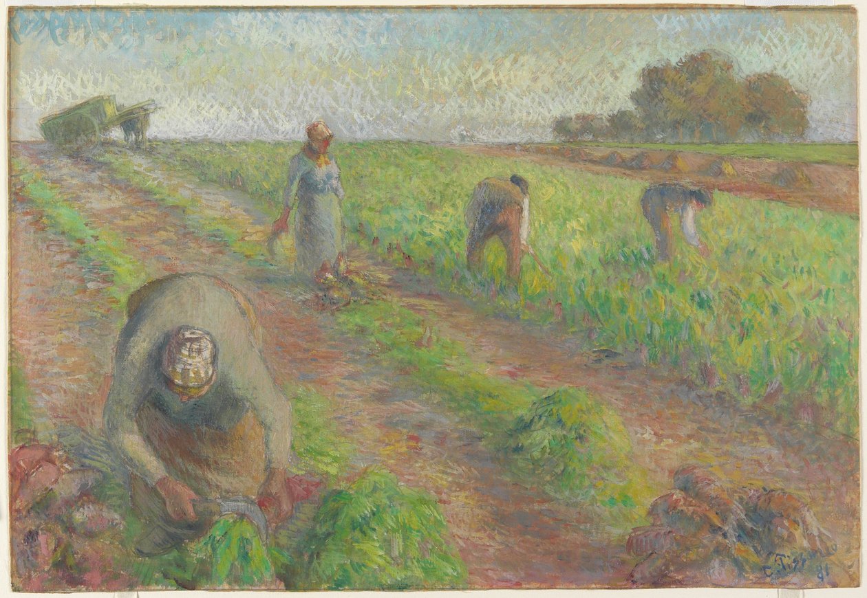 The Beet Harvest, 1881 (keten üzerine grafit üzerine guaj boya) by Camille Jacob Pissarro