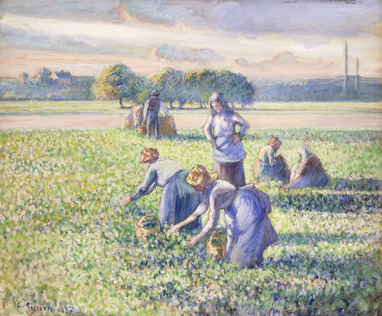 Bezelye Hasadı, 1887 by Camille Jacob Pissarro