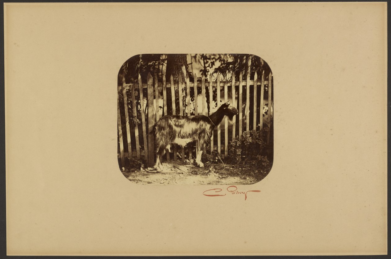  by Camille Silvy