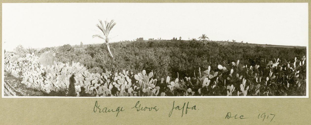 ಆರೆಂಜ್ ಗ್ರೋವ್, ಜಾಫಾ, ಡಿಸೆಂಬರ್ 1917 ಟರ್ಕ್ by Capt. Arthur Rhodes