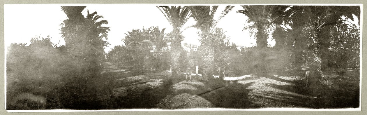 Palmiye Korusu, c.1917-18 by Capt. Arthur Rhodes