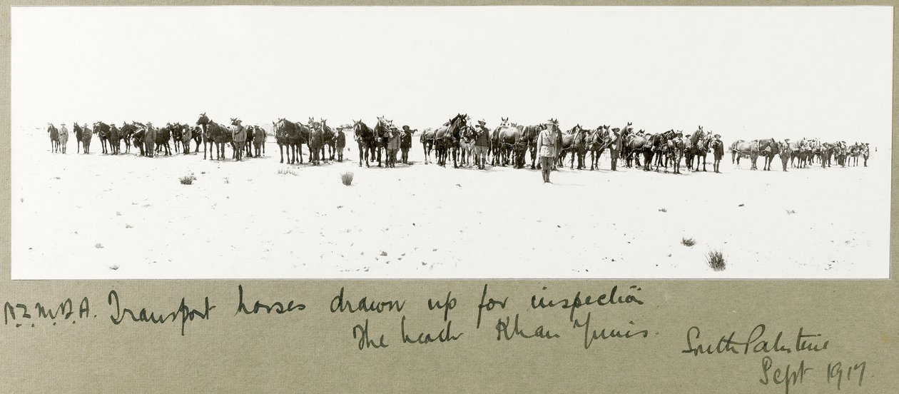 Sahilde inceleme için hazırlanan NZMFA nakliye atları, Khan Yunus, Eylül 1917 by Capt. Arthur Rhodes