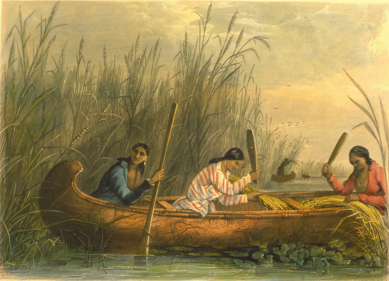 Yabani Pirinç Toplama, 1853 by Captain Seth Eastman