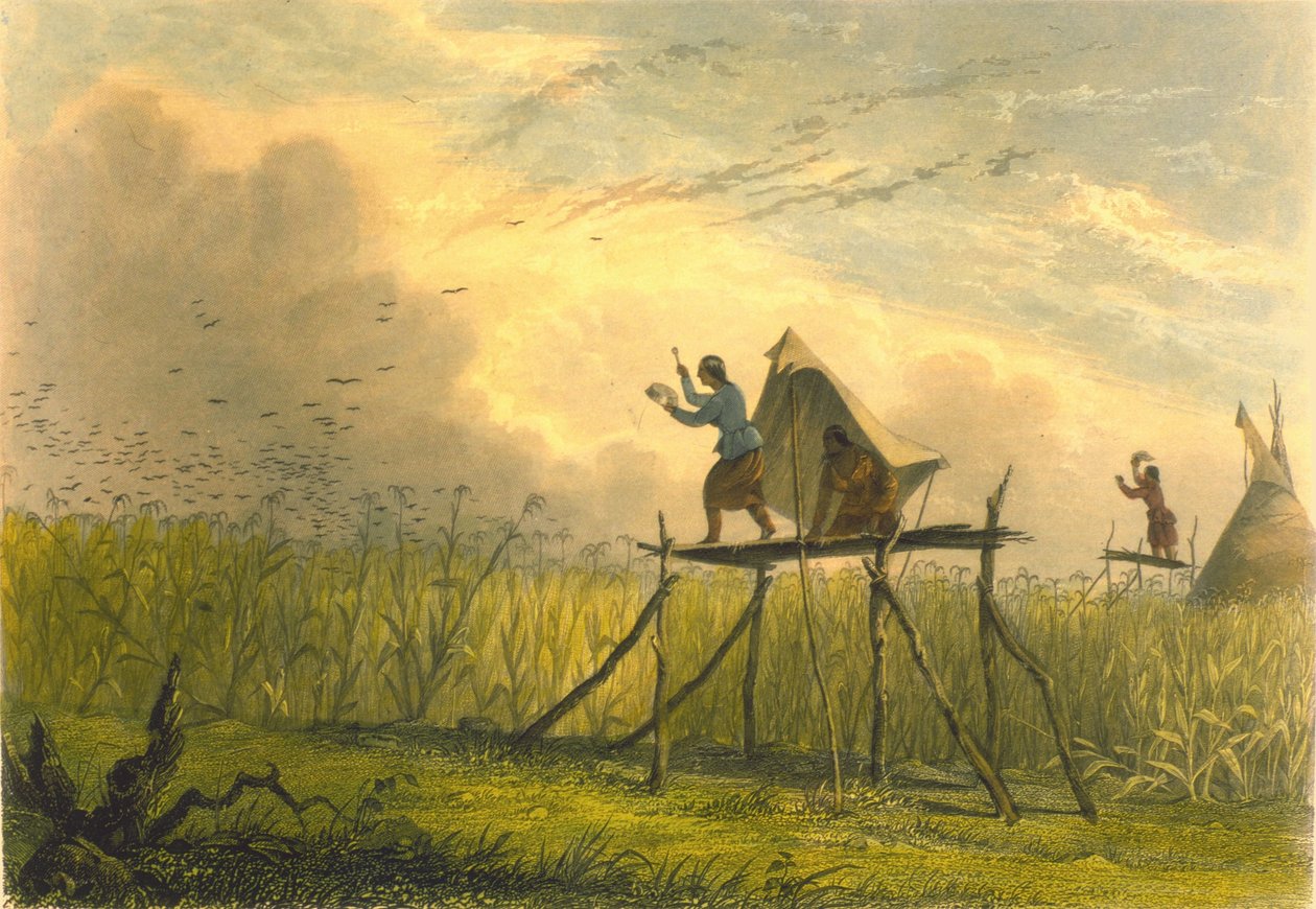Mısır Tarlalarını Korumak, 1853 by Captain Seth Eastman