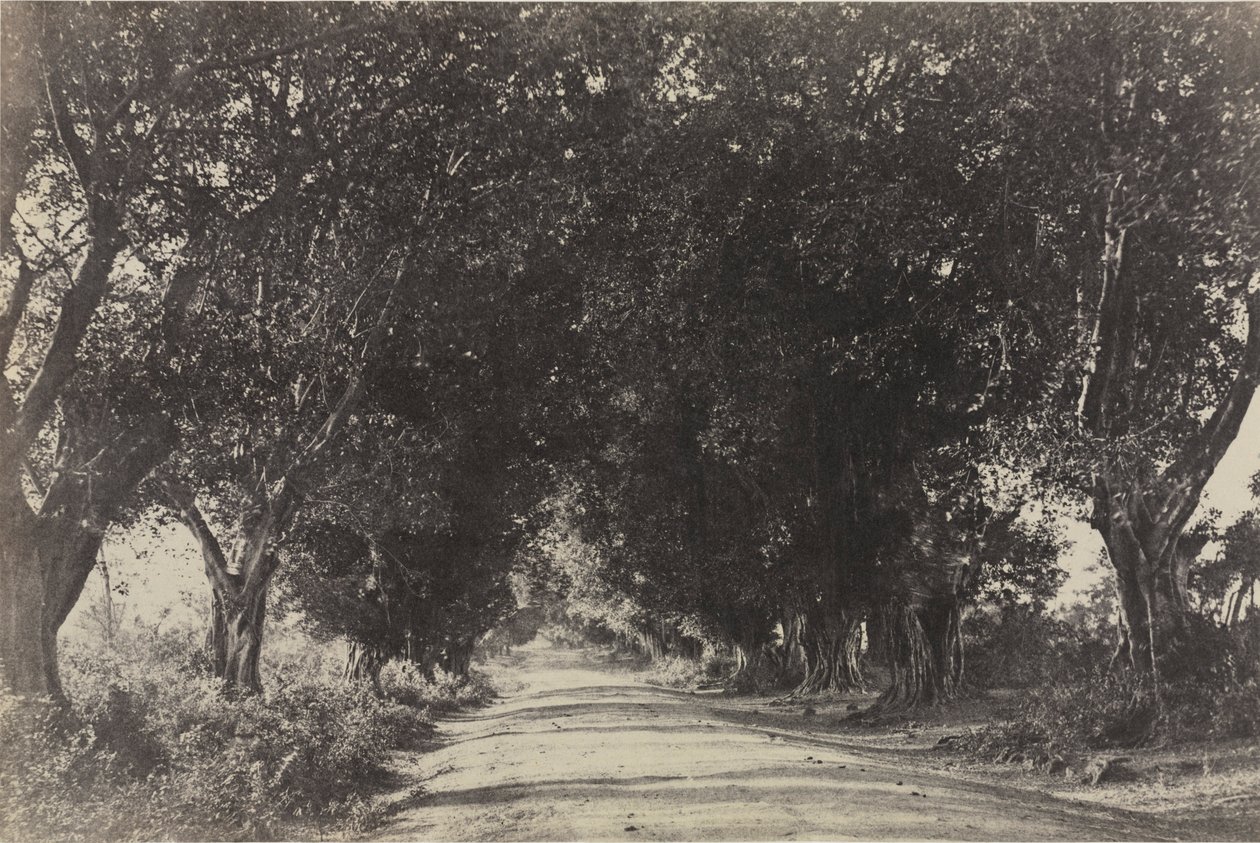 Banyan Ağaçları Bulvarı, Sheringham, Hindistan, 1858. by Captain Linnaeus Tripe