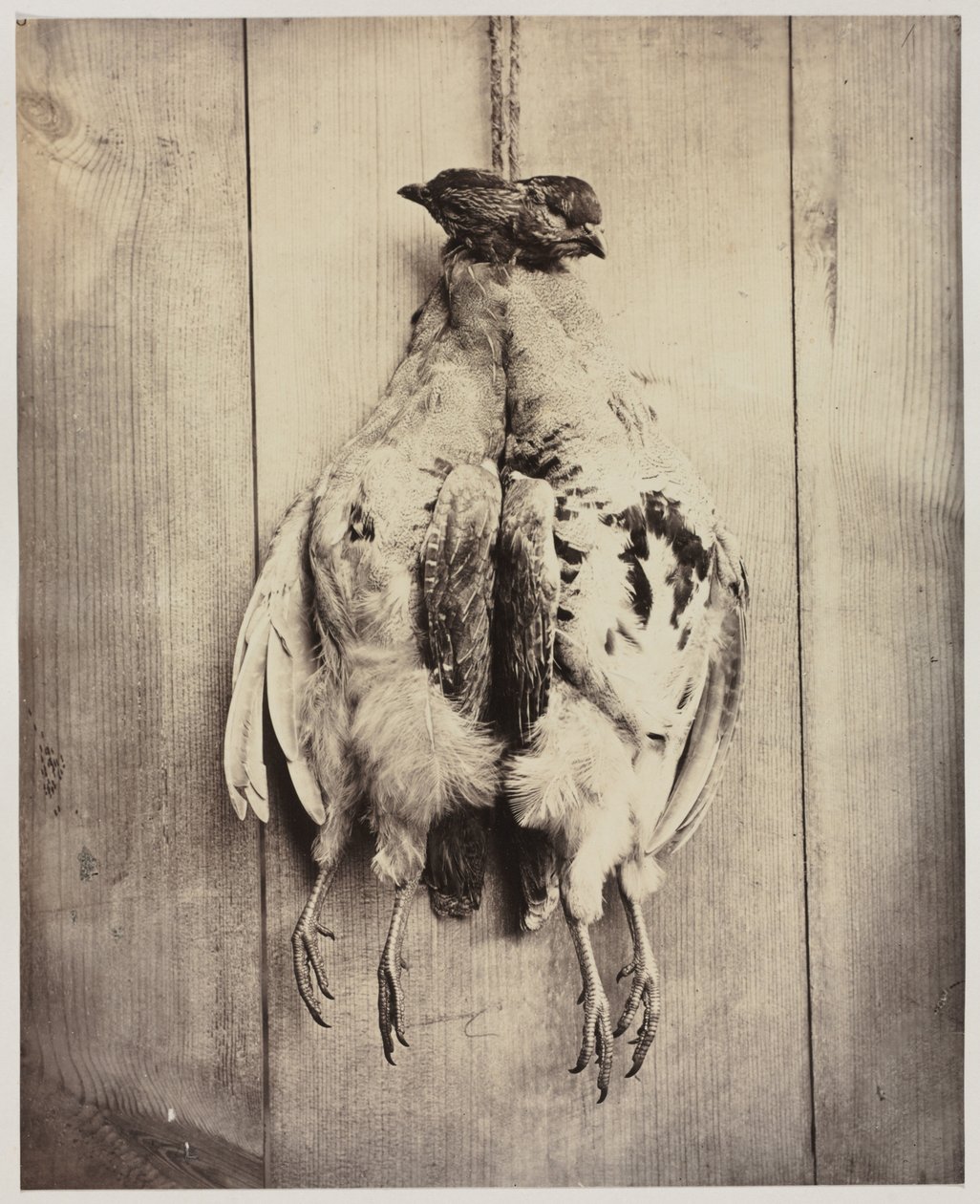 Keklik recto, L.D. Campbell