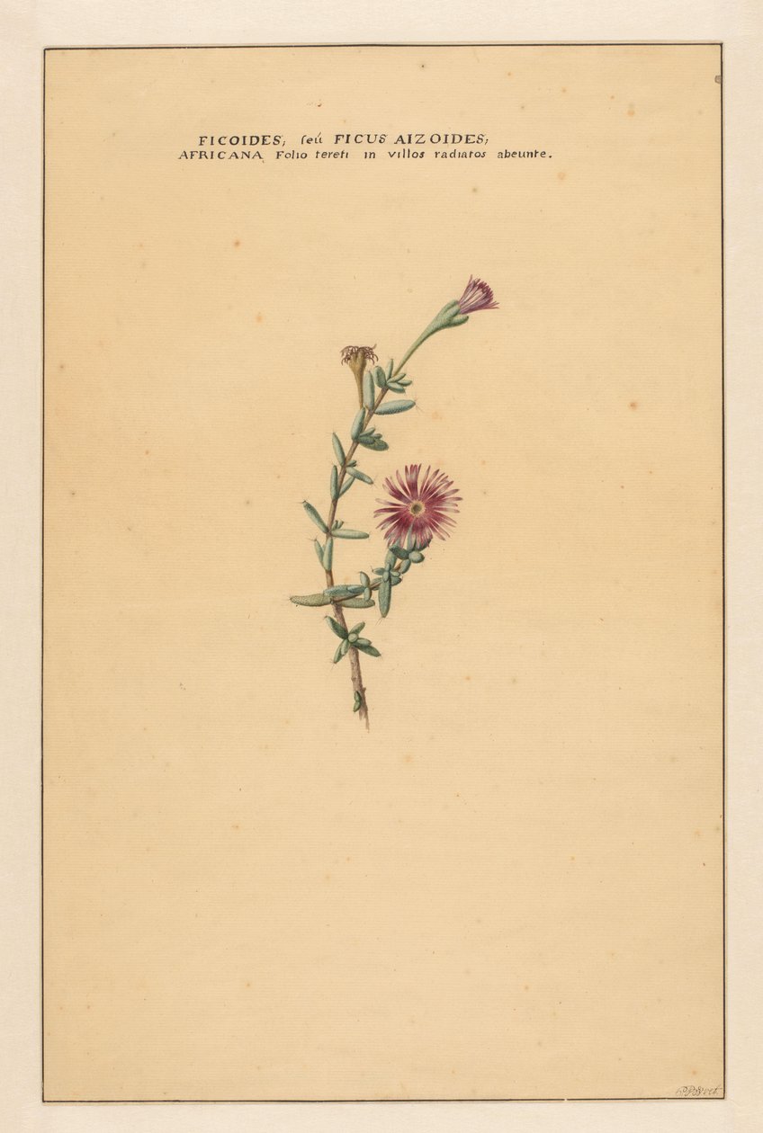 ficus Ficoides seu Ficus aizoides (...) (nesne üzerindeki başlık) by Carel Borchaert Voet
