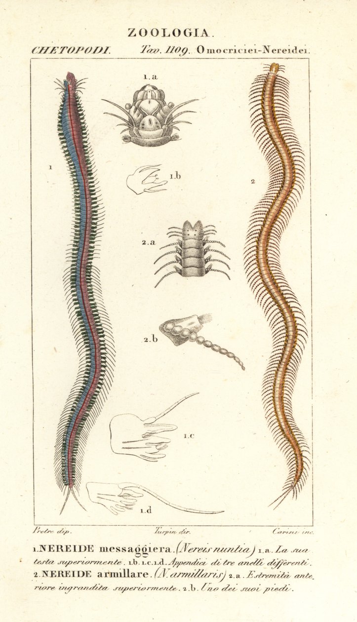 Çubuk dişli nereid, Perinereis 1 ve nereid, Syllis armillaris 2 by Carini Carini