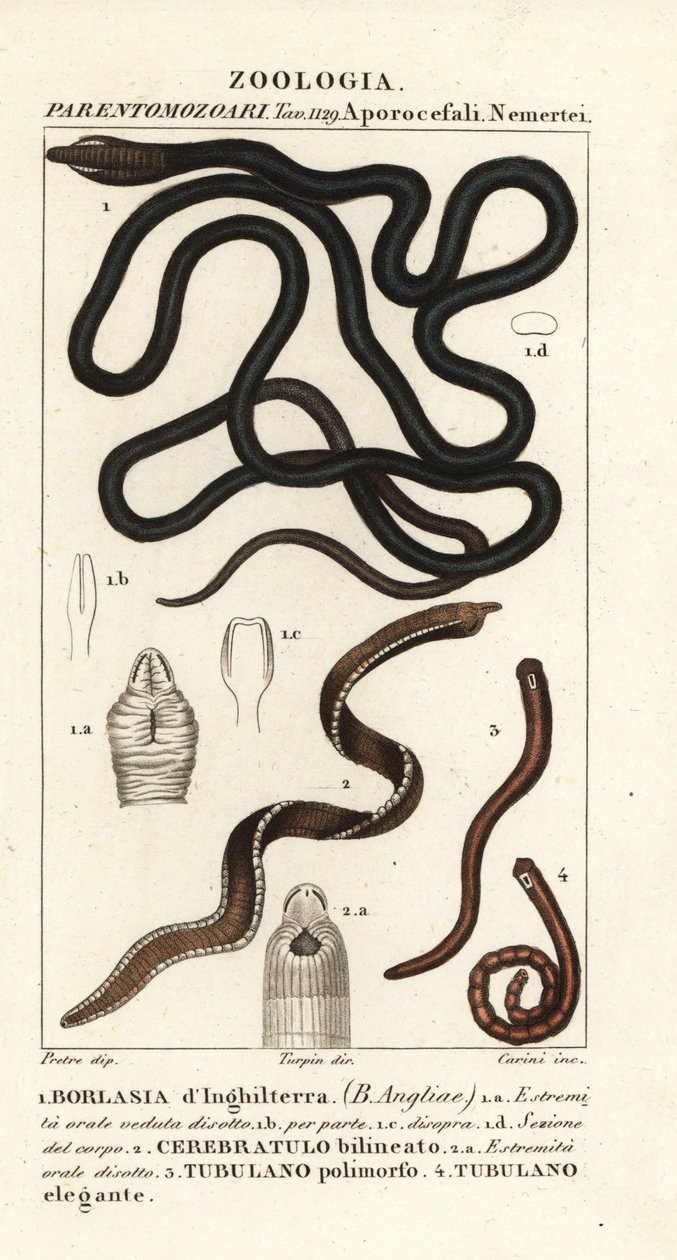 Bootlace solucanı, Lineus longissimus 1, Borlasia angliae 1 by Carini Carini