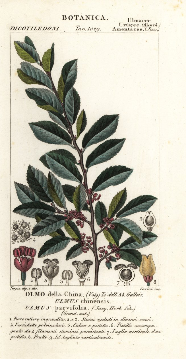 Çin karaağacı veya lacivert karaağaç, Ulmus parvifolia, Ulmus chinensis, Olmo della Çin by Carini Carini
