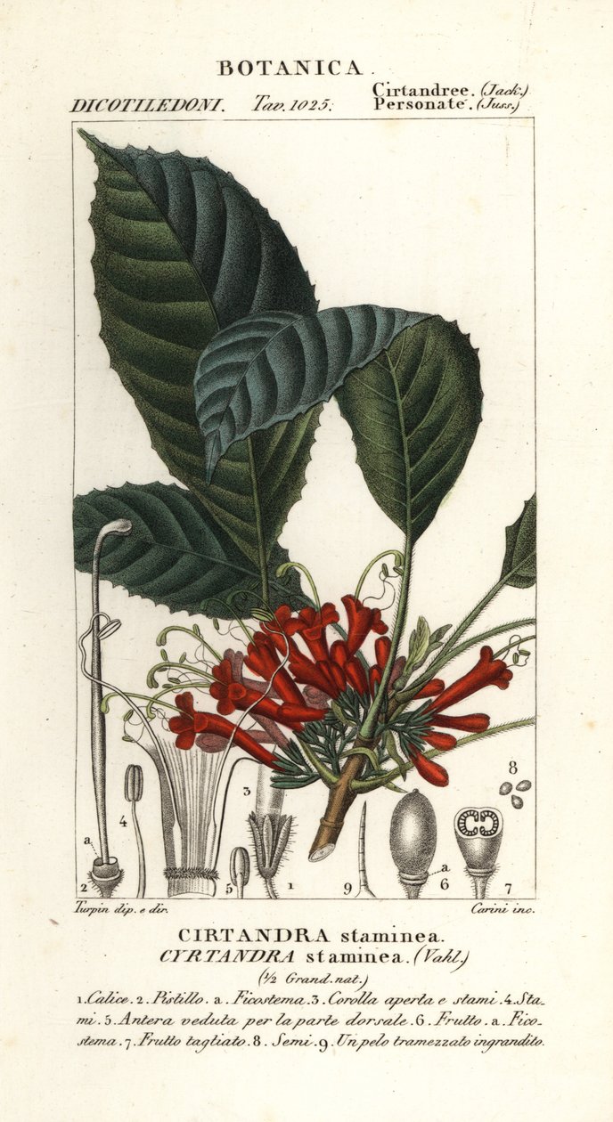 Cyrtandre bitkisi, Cyrtandra staminea, Cirtandra staminea by Carini Carini